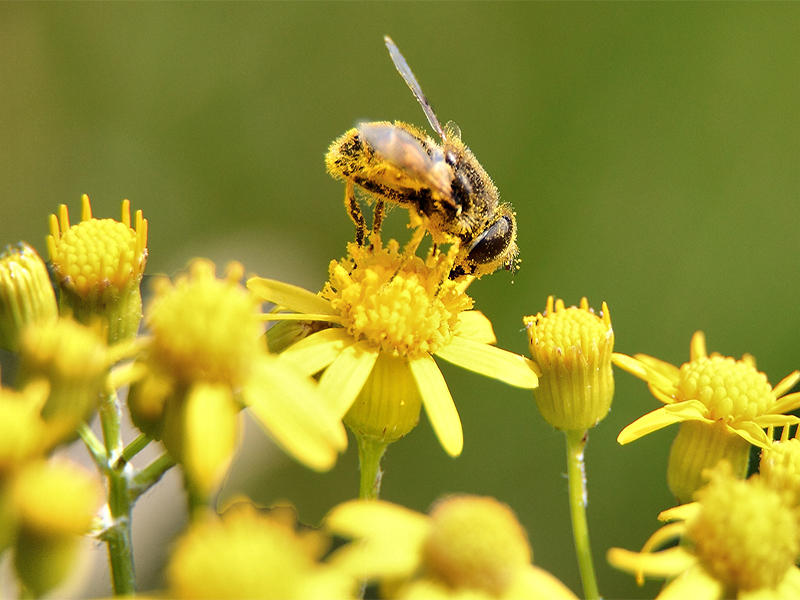 Image of bee and pollen, two common summertime allergens