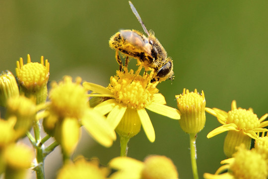 Image of bee and pollen, two common summertime allergens
